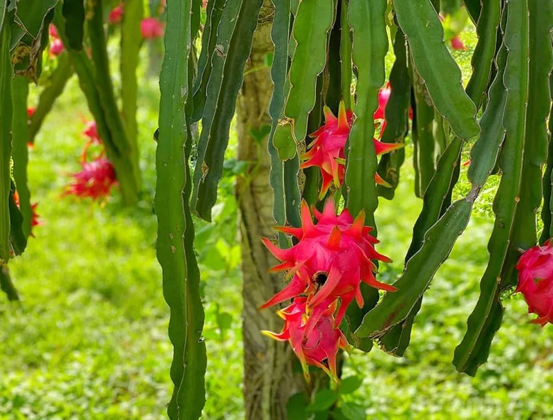 Red Dragon Fruit Tree Live Plant - 6-12 Inch Tall Dragon Fruit Cactus - Hylocereus Undatus Plant