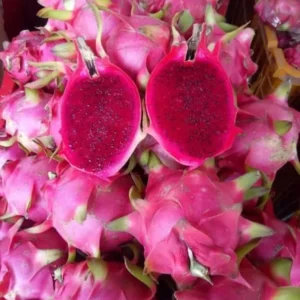 Red Dragon Fruit Tree Live Plant - 6-12 Inch Tall Dragon Fruit Cactus - Hylocereus Undatus Plant