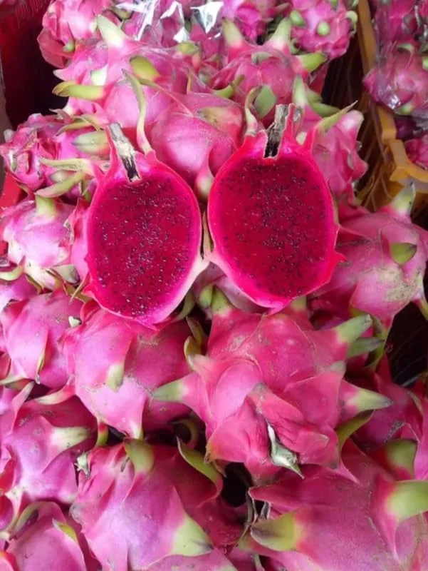 Red Dragon Fruit Tree Live Plant - 6-12 Inch Tall Dragon Fruit Cactus - Hylocereus Undatus Plant