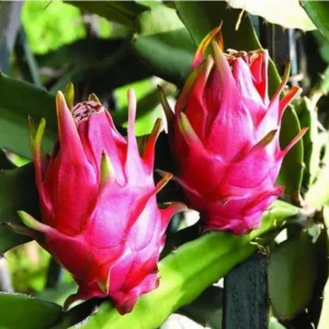 Red Dragon Fruit Tree Live Plant - 6-12 Inch Tall Dragon Fruit Cactus - Hylocereus Undatus Plant