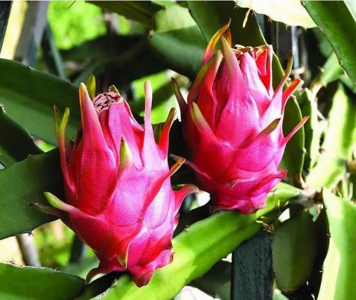 Red Dragon Fruit Tree Live Plant - 6-12 Inch Tall Dragon Fruit Cactus - Hylocereus Undatus Plant