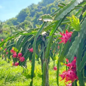 Red Dragon Fruit Tree Live Plant - 6-12 Inch Tall Dragon Fruit Cactus - Hylocereus Undatus Plant