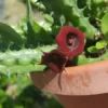 Red Dragon Succulent Huernia Schneideriana 5" Live Plant Potted