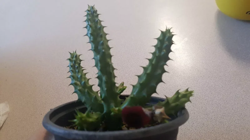 Red Dragon Succulent Huernia Schneideriana 5" Live Plant Potted