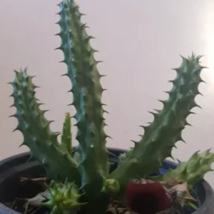 Red Dragon Succulent Huernia Schneideriana 5