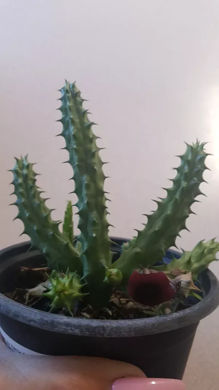 Red Dragon Succulent Huernia Schneideriana 5" Live Plant Potted