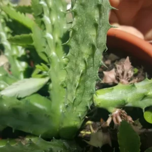 Red Dragon Succulent Huernia Schneideriana 5
