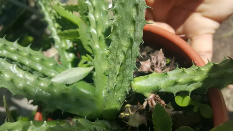 Red Dragon Succulent Huernia Schneideriana 5" Live Plant Potted