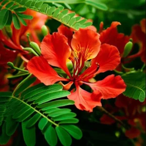 Red Flamboyant Tree Live Plant, 4