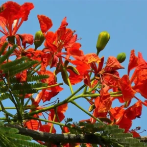Red Flamboyant Tree Live Plant, 4