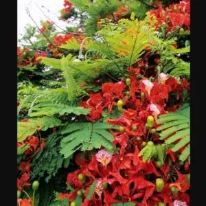 Red Flamboyant Tree Live Plant, 4