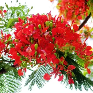 Red Flamboyant Tree Live Plant, 4