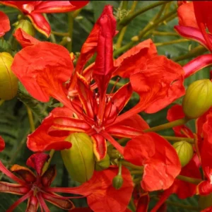 Red Flamboyant Tree Live Plant, 4