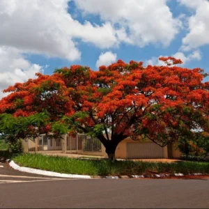 Red Flamboyant Tree Live Plant, 4