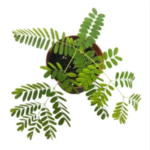 Red Flamboyant Tree Live Plant, 4"Pot, 8"-10"Tall, Royal Poinciana Live Plant