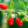 Red Goji Berry Plant Live, Outdoor Fruit Tree, 6-9 Inches