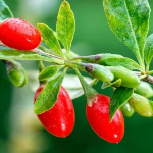 Red Goji Berry Plant Live, Outdoor Fruit Tree, 6-9 Inches