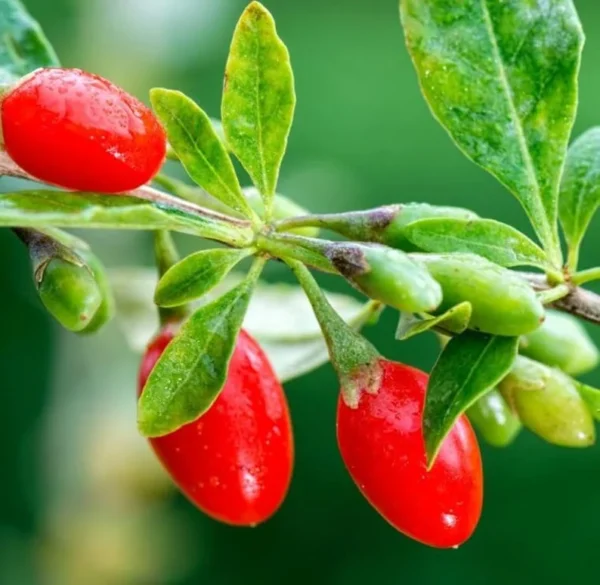 Red Goji Berry Plant Live, Outdoor Fruit Tree, 6-9 Inches