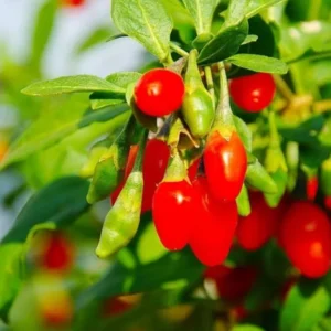 Red Goji Berry Plant Live, Outdoor Fruit Tree, 6-9 Inches