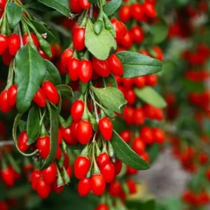 Red Goji Berry Plant Live, Outdoor Fruit Tree, 6-9 Inches
