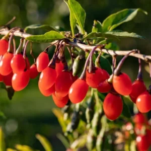 Red Goji Berry Plant Live, Outdoor Fruit Tree, 6-9 Inches