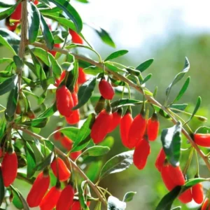 Red Goji Berry Plant Live, Outdoor Fruit Tree, 6-9 Inches