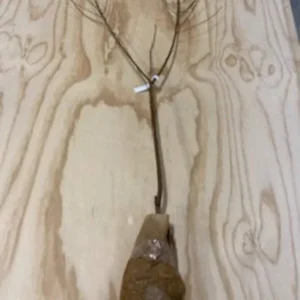 Red Haven Peach Tree Bare-Root 12-18 Inch Tall – Self-Pollinating, Disease-Resistant, 20-25 ft Tree