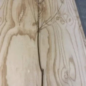 Red Haven Peach Tree Bare-Root 12-18 Inch Tall – Self-Pollinating, Disease-Resistant, 20-25 ft Tree