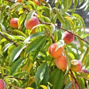 Red Haven Peach Tree Bare-Root 12-18 Inch Tall – Self-Pollinating, Disease-Resistant, 20-25 ft Tree