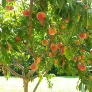 Red Haven Peach Tree Bare-Root 12-18 Inch Tall – Self-Pollinating, Disease-Resistant, 20-25 ft Tree
