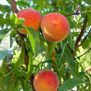 Red Haven Peach Tree Bare-Root 12-18 Inch Tall – Self-Pollinating, Disease-Resistant, 20-25 ft Tree