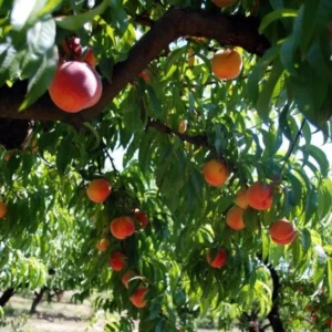 Red Haven Peach Tree Bare-Root 12-18 Inch Tall – Self-Pollinating, Disease-Resistant, 20-25 ft Tree