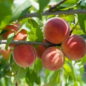 Red Haven Peach Tree Bare-Root 12-18 Inch Tall – Self-Pollinating, Disease-Resistant, 20-25 ft Tree