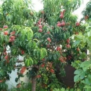 Red Haven Peach Tree Bare-Root 12-18 Inch Tall – Self-Pollinating, Disease-Resistant, 20-25 ft Tree