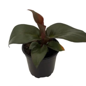 Red Heart Philodendron - Rare Indoor Houseplant in 4-Inch Pot