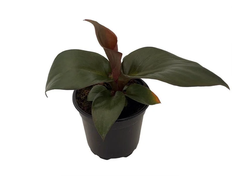Red Heart Philodendron - Rare Indoor Houseplant in 4-Inch Pot
