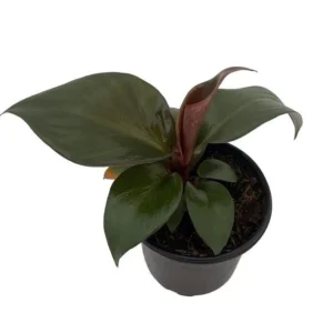Red Heart Philodendron - Rare Indoor Houseplant in 4-Inch Pot