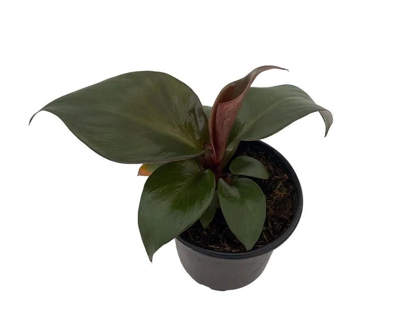 Red Heart Philodendron - Rare Indoor Houseplant in 4-Inch Pot