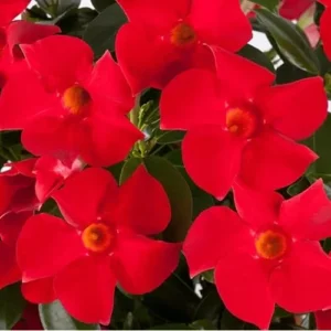 Red Mandevilla Live Plant - 10 to 20 Inches - Vibrant Climbing Vine