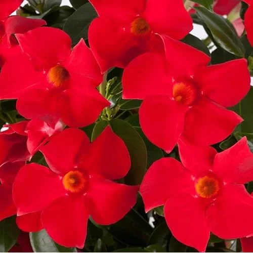 Red Mandevilla Live Plant - 10 to 20 Inches - Vibrant Climbing Vine