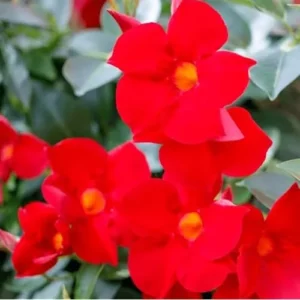Red Mandevilla Live Plant - 10 to 20 Inches - Vibrant Climbing Vine