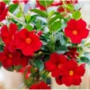 Red Mandevilla Live Plant - 10 to 20 Inches - Vibrant Climbing Vine