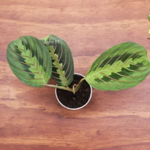 Red Maranta Prayer Plant - 2 Inch Potted Indoor Plant