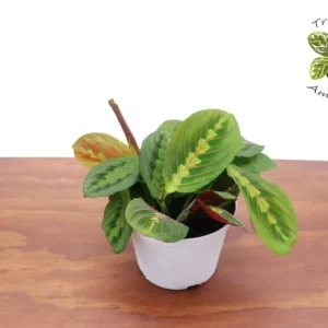 Red Maranta Prayer Plant 6 inch Potted Indoor Plant