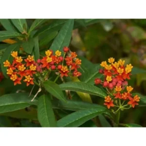 Red Milkweed Live Plants - Tropical Milkweed Flowers - Asclepias - 4-6 Inch Tall