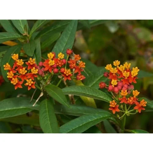 Red Milkweed Live Plants - Tropical Milkweed Flowers - Asclepias - 4-6 Inch Tall