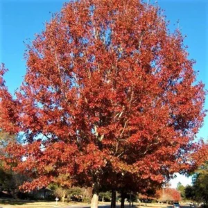 Red Oak Tree Bareroot – 50-75 Feet Northern Red Oak Tree for Landscaping - 12-18 Inch Tall