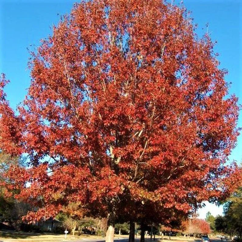 Red Oak Tree Bareroot – 50-75 Feet Northern Red Oak Tree for Landscaping - 12-18 Inch Tall