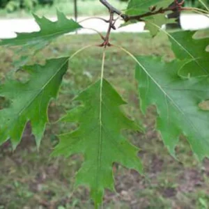 Red Oak Tree Bareroot – 50-75 Feet Northern Red Oak Tree for Landscaping - 12-18 Inch Tall