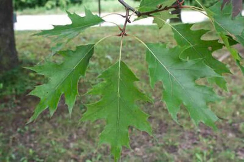 Red Oak Tree Bareroot – 50-75 Feet Northern Red Oak Tree for Landscaping - 12-18 Inch Tall